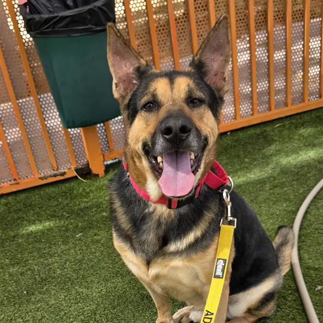 Rocky - German Shepherd Dog