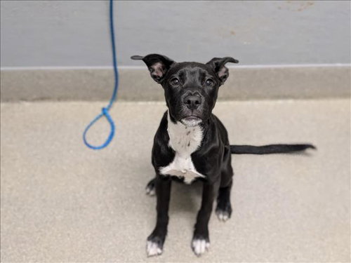 ASHOKA, a dog for adoption from The Animal Foundation - Las Vegas