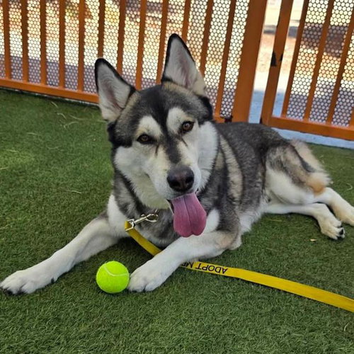 SIMBA, a dog for adoption from The Animal Foundation - Las Vegas