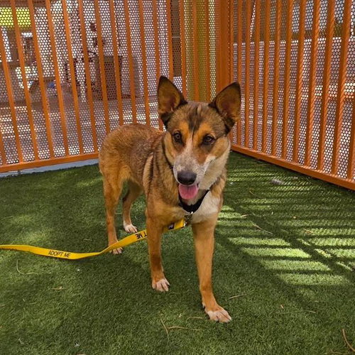 GRECIA, a dog for adoption from The Animal Foundation - Las Vegas