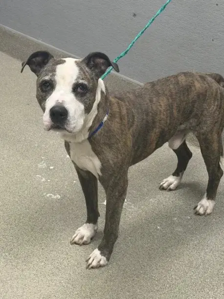 Birch - Pit Bull Terrier