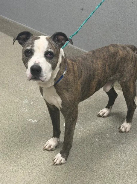 *BIRCH, a dog for adoption from The Animal Foundation - Las Vegas
