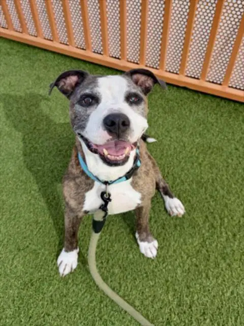 Birch - Pit Bull Terrier