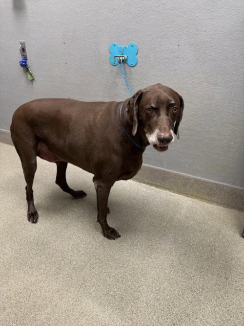 ROLLO, a dog for adoption from The Animal Foundation - Las Vegas