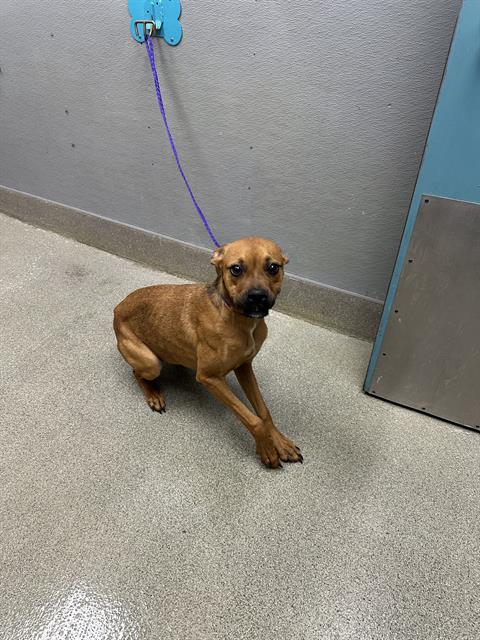 *BOBBY, a dog for adoption from The Animal Foundation - Las Vegas