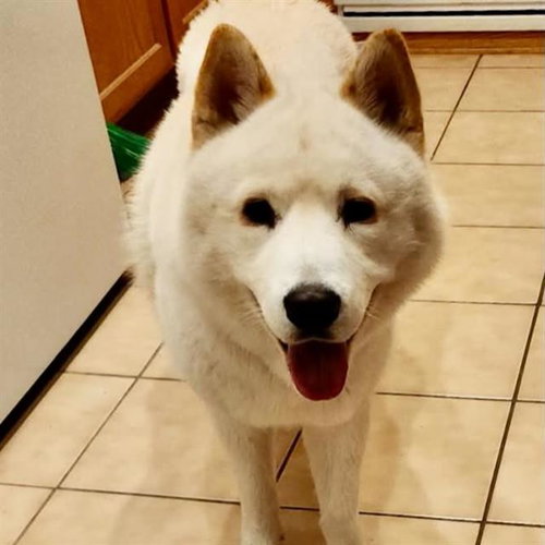 Spirit Halloween, Akita / Mixed (medium coat)