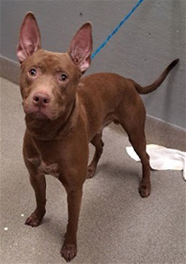 *ANUBIS, a dog for adoption from The Animal Foundation - Las Vegas