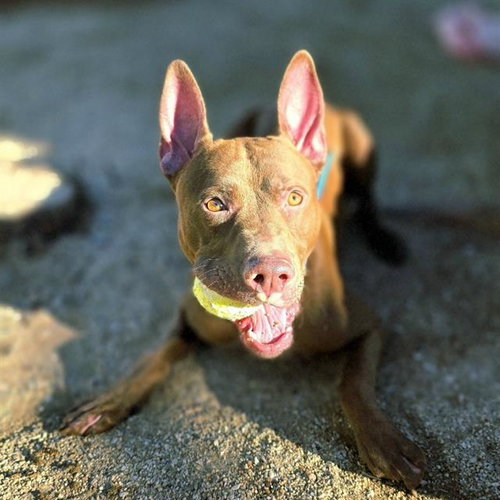 Anubis, Pit Bull Terrier / Mixed (medium coat)
