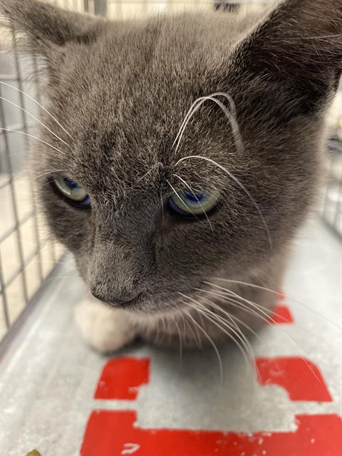 *CAPTAIN, a cat for adoption from The Animal Foundation - Las Vegas