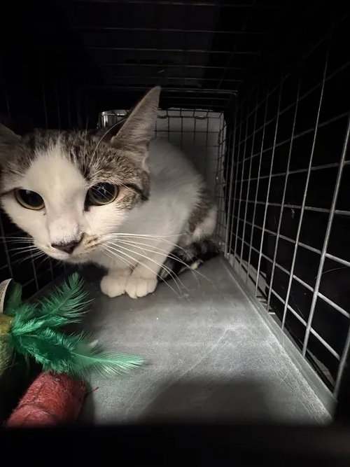 CHOLA, a cat for adoption from The Animal Foundation - Las Vegas