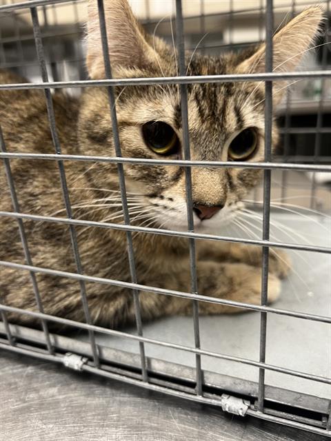 *RIPLEY, a cat for adoption from The Animal Foundation - Las Vegas