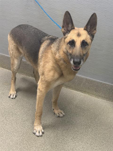 MAX, a dog for adoption from The Animal Foundation - Las Vegas
