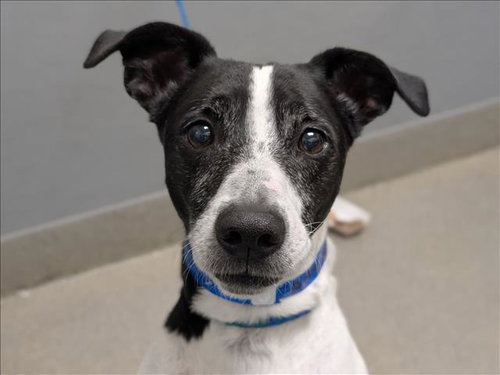 FLOKI, a dog for adoption from The Animal Foundation - Las Vegas