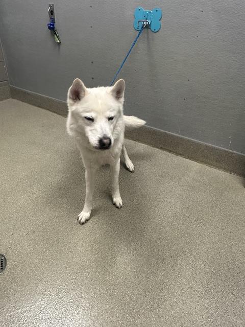 SNOWBALL, a dog for adoption from The Animal Foundation - Las Vegas