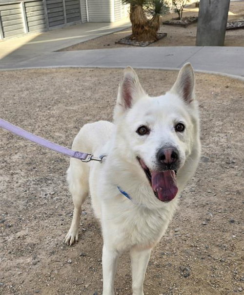 Snowball, German Shepherd Dog / Mixed (medium coat)
