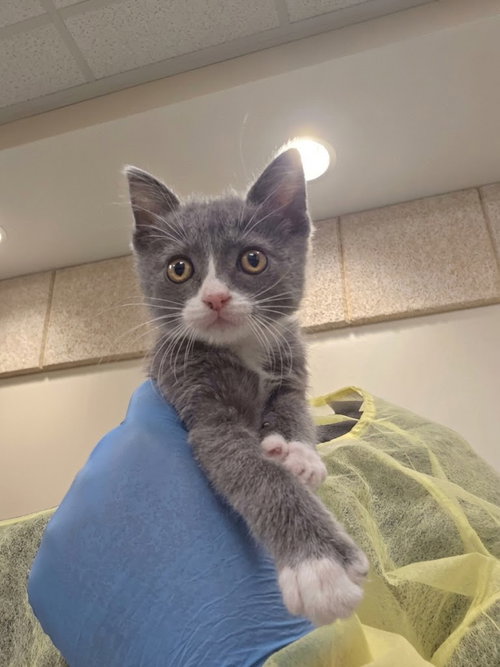 *HULK, a cat for adoption from The Animal Foundation - Las Vegas