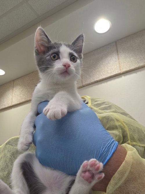 *ANAKIN, a cat for adoption from The Animal Foundation - Las Vegas