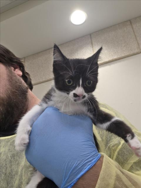*SPIDEY, a cat for adoption from The Animal Foundation - Las Vegas