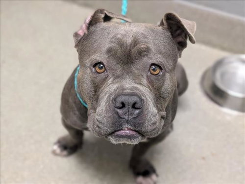 *CANDIS, a dog for adoption from The Animal Foundation - Las Vegas