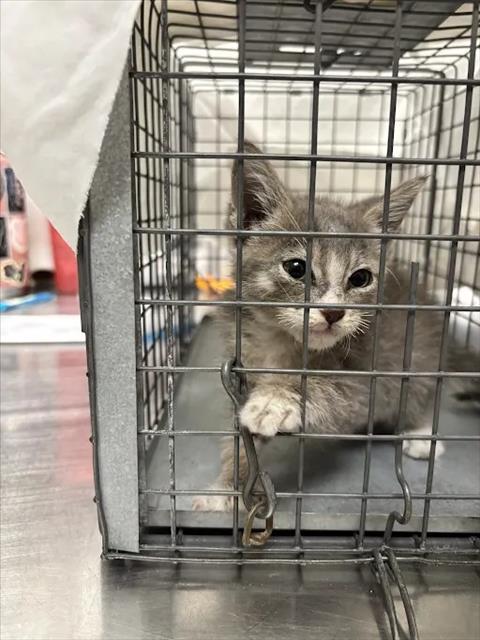 *STUBBLES, a cat for adoption from The Animal Foundation - Las Vegas
