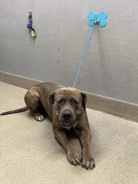 *MEGALODON, a dog for adoption from The Animal Foundation - Las Vegas