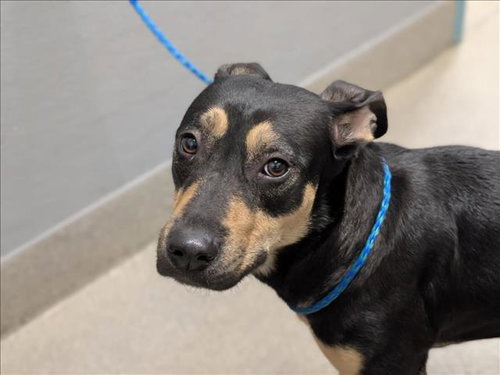 SUMMER, a dog for adoption from The Animal Foundation - Las Vegas