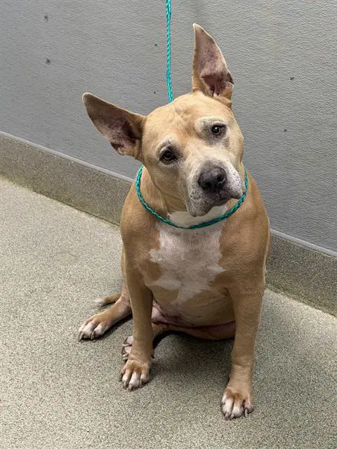 Cheeks - Pit Bull Terrier