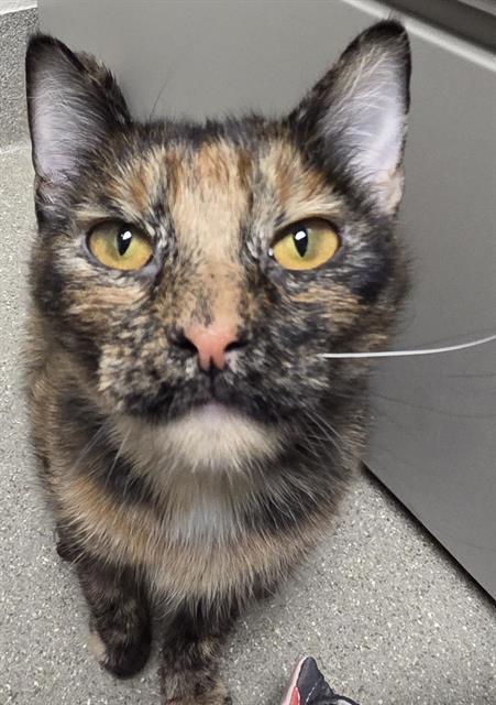 Kitkat