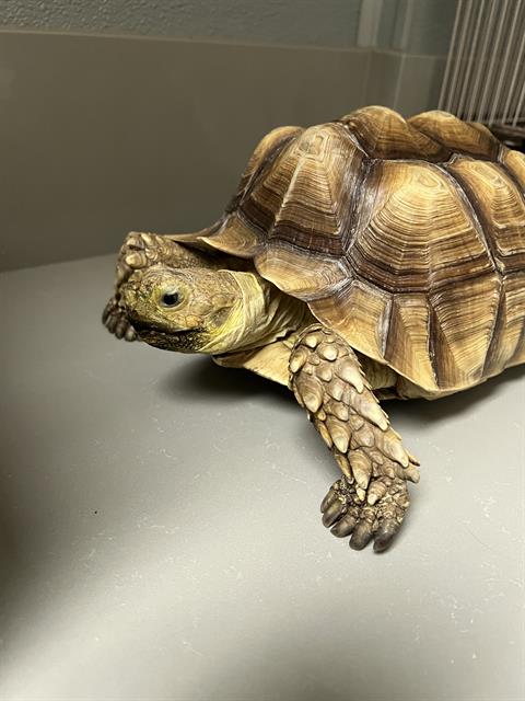*MANGO, a tortoise for adoption from The Animal Foundation - Las Vegas