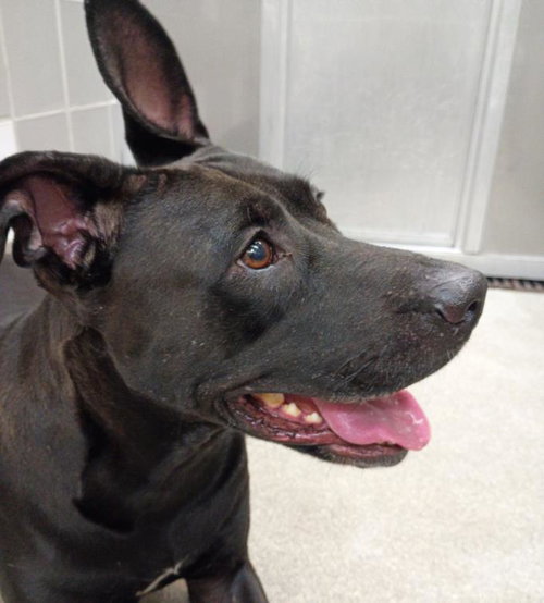 *MARCY, a dog for adoption from The Animal Foundation - Las Vegas