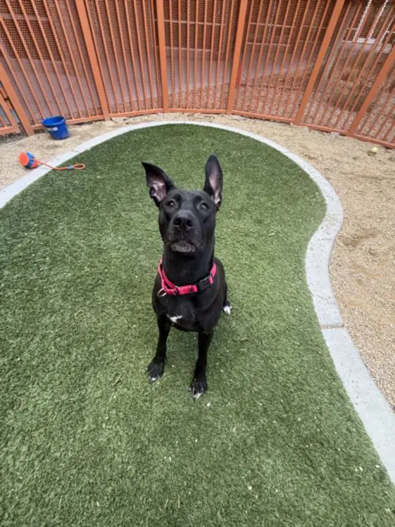 Marcy - Pit Bull Terrier