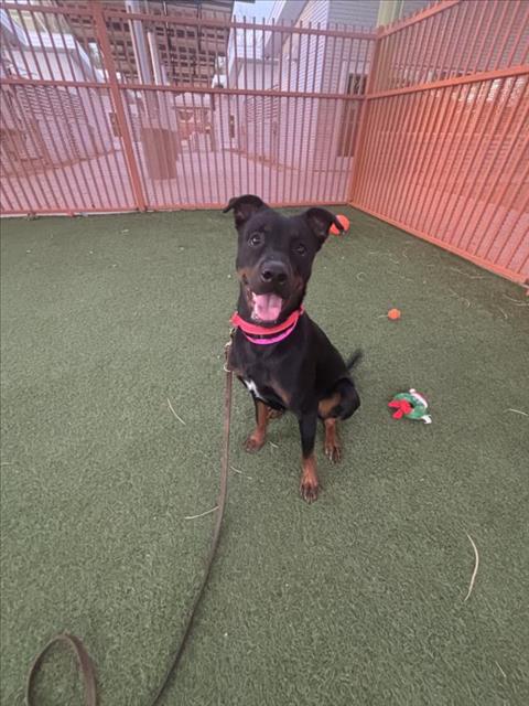 *SONAR, a dog for adoption from The Animal Foundation - Las Vegas