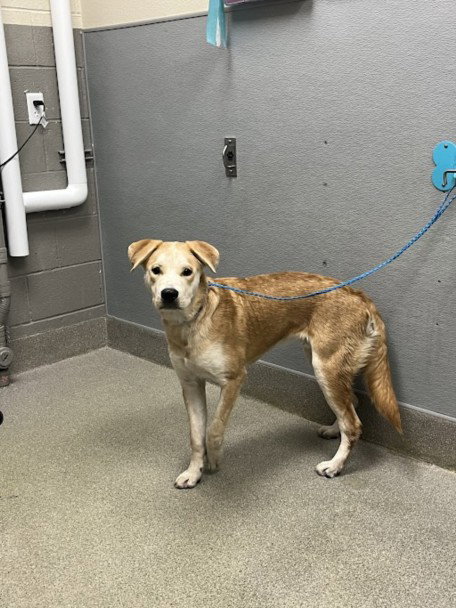 *SOL, a dog for adoption from The Animal Foundation - Las Vegas