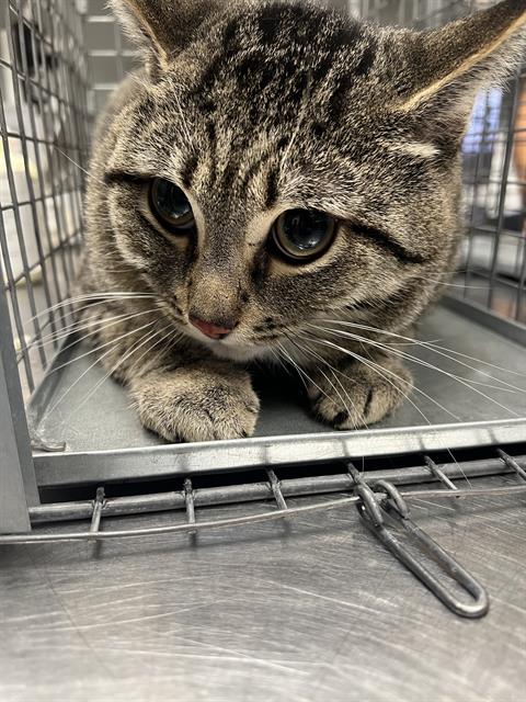 *G.I JOE, a cat for adoption from The Animal Foundation - Las Vegas