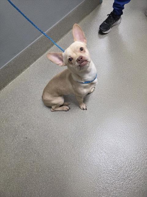 *TUDE, a dog for adoption from The Animal Foundation - Las Vegas