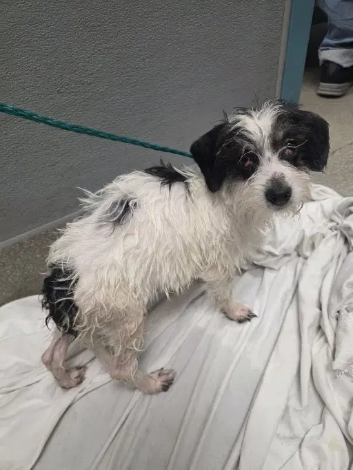 Daisy - Terrier