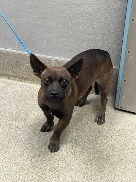 *UMBRA, a dog for adoption from The Animal Foundation - Las Vegas