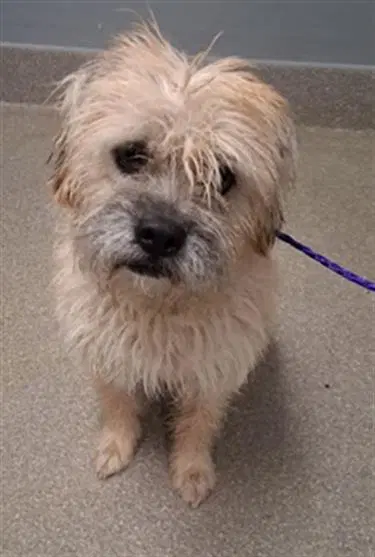 Toby - Terrier