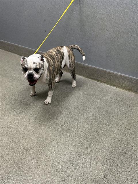 *CINNAMON TOAST, a dog for adoption from The Animal Foundation - Las Vegas