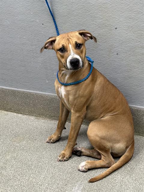 *MARY, a dog for adoption from The Animal Foundation - Las Vegas