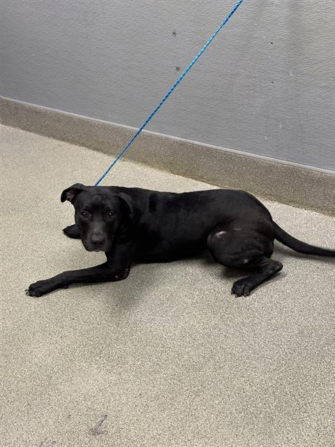 *SARAH, a dog for adoption from The Animal Foundation - Las Vegas