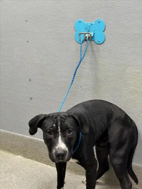 Billy - Labrador Retriever