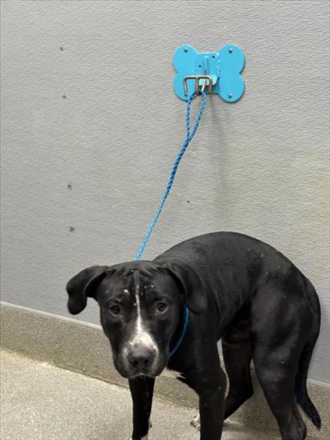 *BILLY, a dog for adoption from The Animal Foundation - Las Vegas