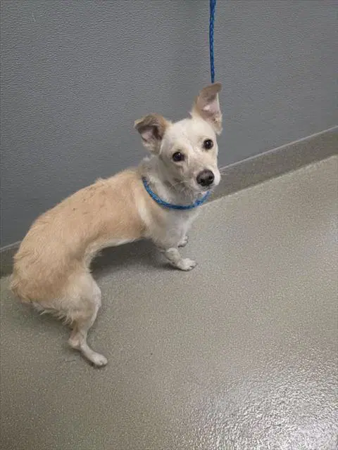 Ellie Mae - Australian Terrier