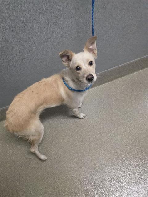 *ELLIE MAE, a dog for adoption from The Animal Foundation - Las Vegas