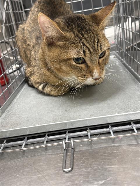 TIGER JR, a cat for adoption from The Animal Foundation - Las Vegas