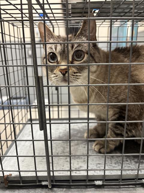 CUDDLES, a cat for adoption from The Animal Foundation - Las Vegas