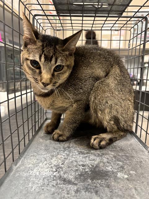 SEBASTIAN, a cat for adoption from The Animal Foundation - Las Vegas