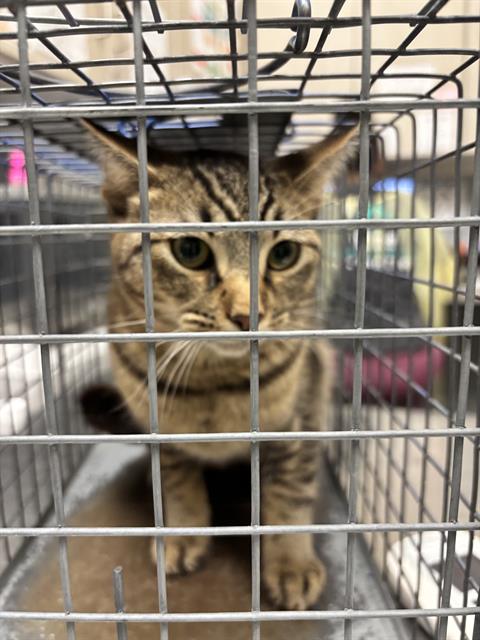 CHIP, a cat for adoption from The Animal Foundation - Las Vegas