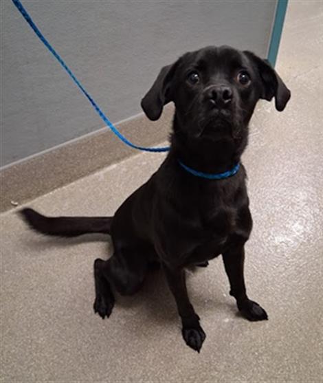 FINN, a dog for adoption from The Animal Foundation - Las Vegas